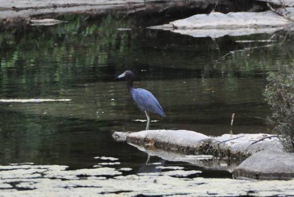 Uma bela garça azul no Rio Blanco National Park, no sul de Belize